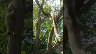 Giant Squirrels in the Wild: A Nature Adventure #shorts #forestlife #travel #wildlifeencounters