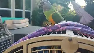 Very cute & smart Bird Looking For Forever Happy & Caring Home #rehome #pet #bird #cute #happy #home
