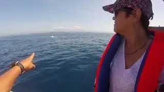 Huatulco, Tour Delfines