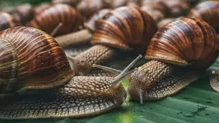 Great thing about snails is their patience.#wildlife #nature #snail
