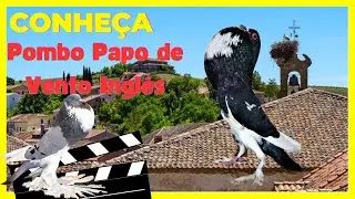 Papo de Vento Inglês, Что каждый должен знать об этой птице!