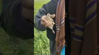 hunting Quail with best pointer Dog batair Ka shikar neating batair in Pakistan #shorts