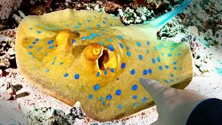 Blue Spotted Stingray Found!