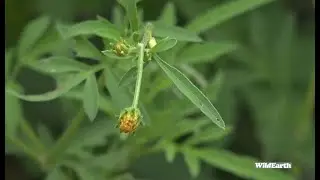 A hidden flower Crab Spider