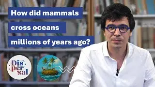 🐒🌊 Crossing oceans without boats: the mysterious overwater dispersals of ancient mammals