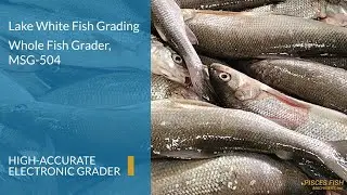 PISCES MSG-504 Whole Fish Grader | High-Accuracy Electronic Grading | 45 Fish/Minute