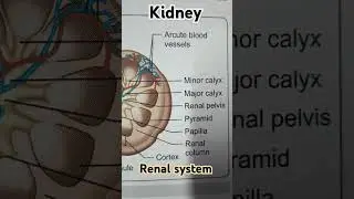 Kidney/Renal system #anatomy #biology #medical #kidney #renalsystem