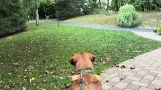 Ava&rsquo;s deer encounter