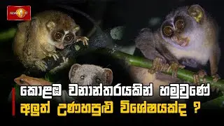 මෙතරම් වන සතුන් කොළඹ වනාන්තරයකින්