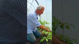 Cordon tomatoes, identify side shoots and training the stem