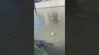 #fishing #angel #fail