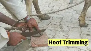 Hoof trimming | Cow hoof trimming | Hoof trimming of Animal
