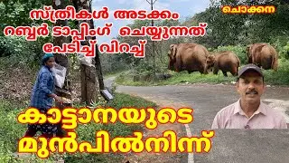 ചൊക്കനയിൽ  സ്ത്രീകൾ  റബ്ബർ ടാപ്പിംഗ്  ചെയ്യുന്നത് കാട്ടാനയുടെ മുൻപിൽനിന്ന്  #elephant #thrissur