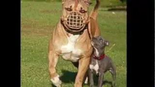 largest pit bull in the world ever