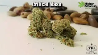Cannabis Strain of the Week: Critical Mass