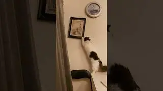 #youtube #shorts #cat #catshorts #cats #catvideos #reels #catlovers #catlife #katter #katt #motan