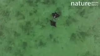 Drone tracking shot of Reef manta rays swimming beneath water's surface, Pacific Ocean.
