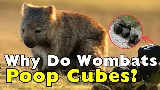 Why Do Wombats Poop Cubes? The Answer Is Stranger Than You Think [ID1018]