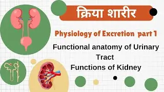 Physiology of Excretion | Physiology of Excretion bams 1st year| Functional anatomy of Urinary tract