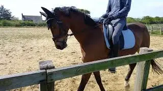 Charlie Adkins, Roseberry Sir Henry, Dressage Addict, Elementary 44