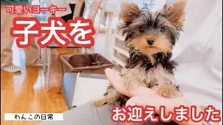 【子犬お迎え初日】可愛い極小ヨーキーと先住犬の顔合わせ♡初めての多頭飼い生活のスタートです！【ちょいデカヨーキー】【ワンコの日常】【ペットと夫婦の暮らし】【Yorkshire terrier】