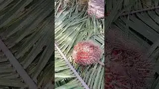 Malaysia plantation working time ka video hai fall cutting ka kaam hai jis Bhai KO bhi aana hai 1700