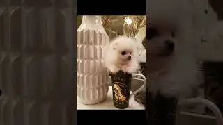 Adorable mini pup adventures #minidog