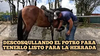 DESCOSQULLANDO EL POTRO PARA TENERLO LISTO PARA LA HERRADA sexta clase 