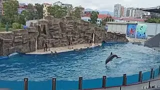 The dolphins are performing a traditional Georgian folk dance, showing Georgia&rsquo;s culture and rhythm