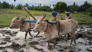 Small Bullockcart Working Style
