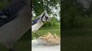 Blue jay is a fan of peanuts
