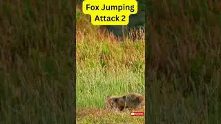 Fox Jumping Attack