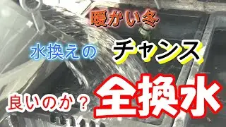 水温が上がったので水管理をしました！色が悪いので悩んだのですが「全換水」をやってみました！大丈夫か？