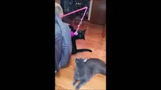 Girls will be girls - Tilly playing - how welcome this behaviour is ... !!!