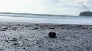 Discover Costa Rica's Hidden Treasures: Meet the Amazing Sand Crabs! #Travel #Wildlife #CostaRica
