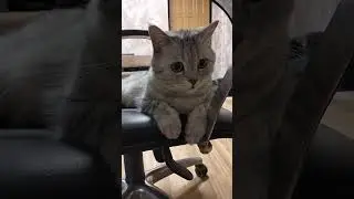 Судят боксёра #юмор #веселыекоты #cat #прикольныекоты #кот #видосыоткота #прикол #смешновидео #смех