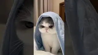 kitty feels Cold in winter ❄️ #kitten #cute #cutecat #有趣的时刻 #爱猫的人们 #funny #teddy_felines #niedliches