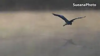 Blue Heron-Aug. 2024-Canon R7/100-500mm-4K Video by Sueana Photography