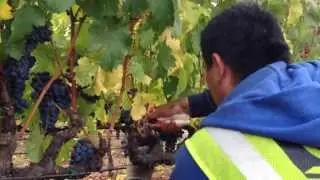 Les Belles Collines Harvest 2013 - In the Vineyard