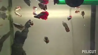 Betta Red Dragon y guppy platinum dumbo:Repaso algunos acuarios
