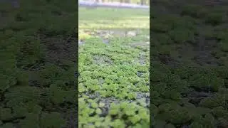 Penampakan Azolla dari dekat