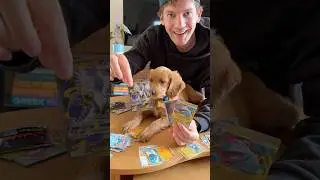 Мой щенок открыл карточки покемонов!