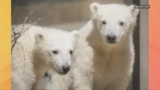 Toledo Zoo polar bear cubs go on exhibit Friday