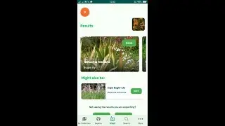 PlantSnap identifies a Bugle lily (Watsonia meriana)