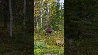 Finnish Lapland - Spotting reindeer #lapland #finland #duomi #finnish #reindeer #rendier #roadtrip