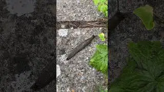 Large slug - Arion ater species - UK #garden #slugs #nature #omnivorous #detritivore