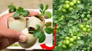 Amazing growing Lemon Tree from seed by V Garden with Unbelievable Tricks
