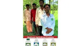 Unbelievable results of Active-80 on Rice crop | Modicare | Agricultural products