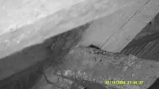 Natterer's bats at Cressing Temple Barns