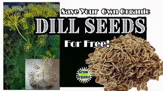 Save Your Own Organic Dill Seeds For Free